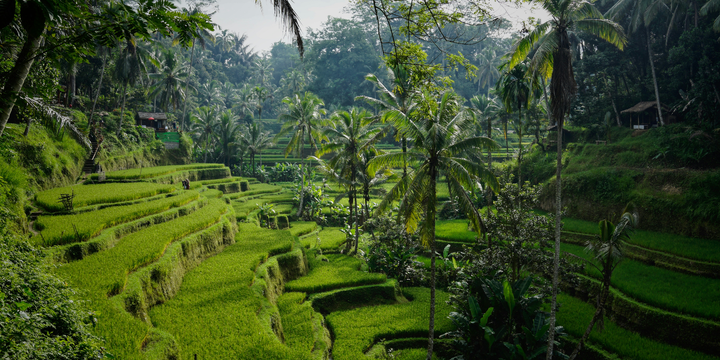 Ultimate Bali Travel Guide for Every Type of Traveler