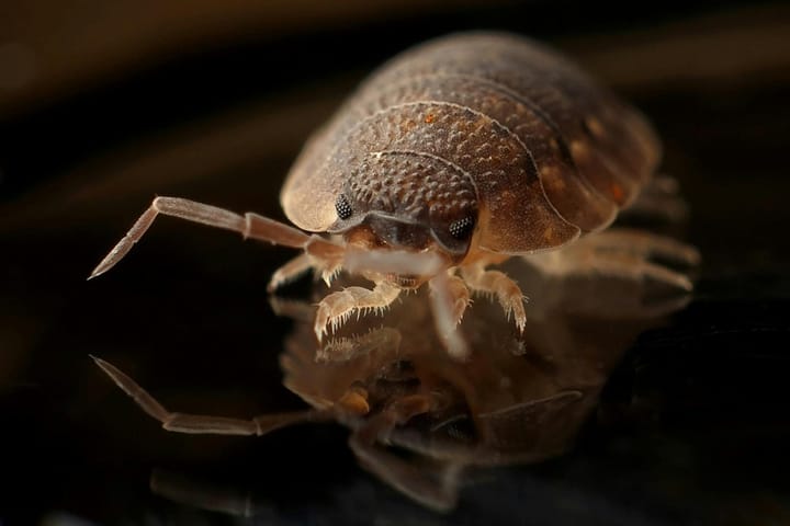 Here's how to survive the bed bugs in Paris if you're going