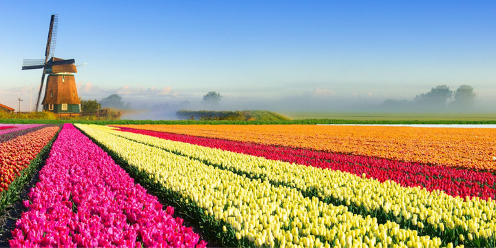 20 Fun Facts About the Netherlands That Even Locals Don't Know
